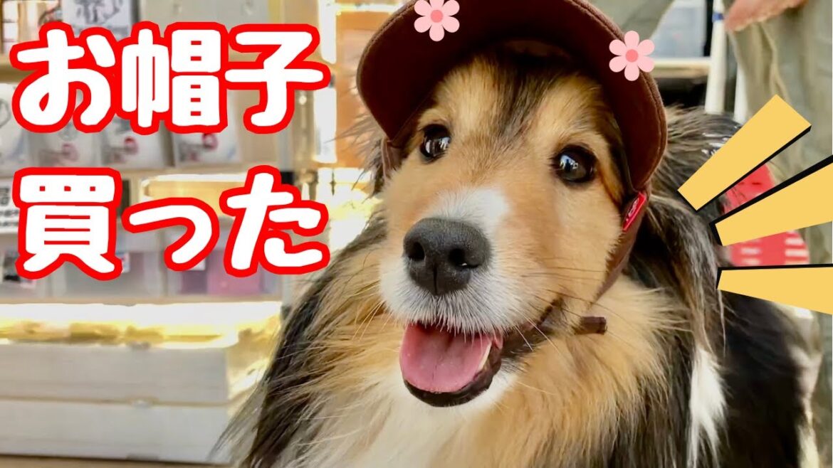 愛犬シェルティ初めて帽子を買いました