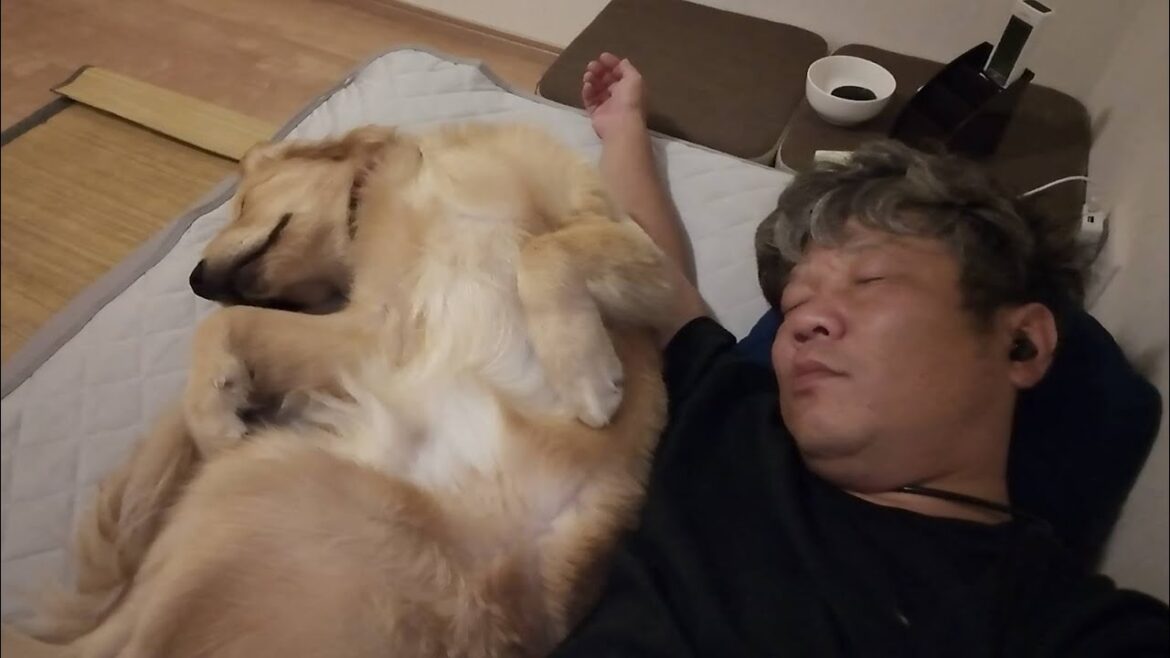この子はどんな大人になるのかな？甘えん坊でやんちゃな子犬。【Golden Retriever japan】