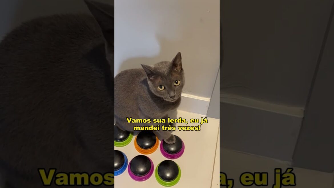 O Ted também é aventureiro ❤️#gatos #gatosengraçados #trigatos #gatocinza #gatopreto #gatorajado