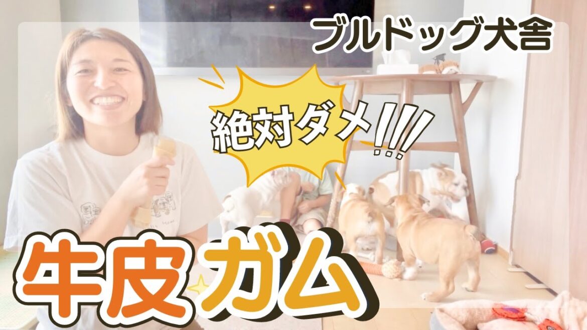ブルドッグ犬舎🏠ぶるほむママがオススメする犬のガムは？