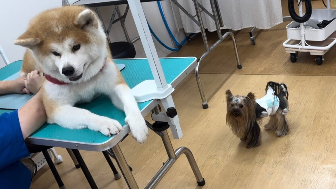 【サロンで爪切り】アウェイだから挑発されても様子見に徹する秋田犬姉妹【Akita-inu】@akita-inu-pata
