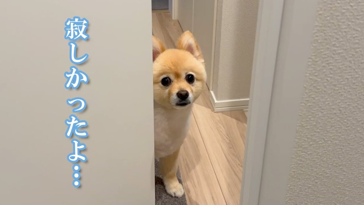トリミングで一人になり寂しかったのか、帰宅後こうなりました…笑