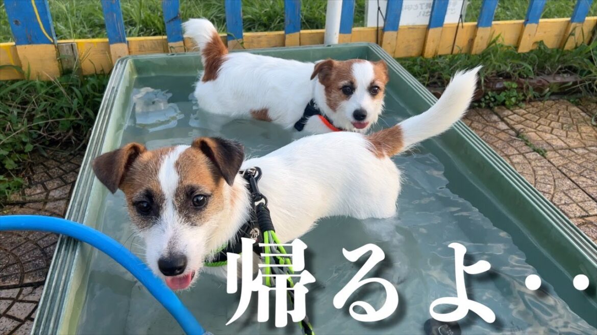 ドッグランでプールを見つけたら終わりが見えない兄犬と子犬/ジャックラッセルテリア