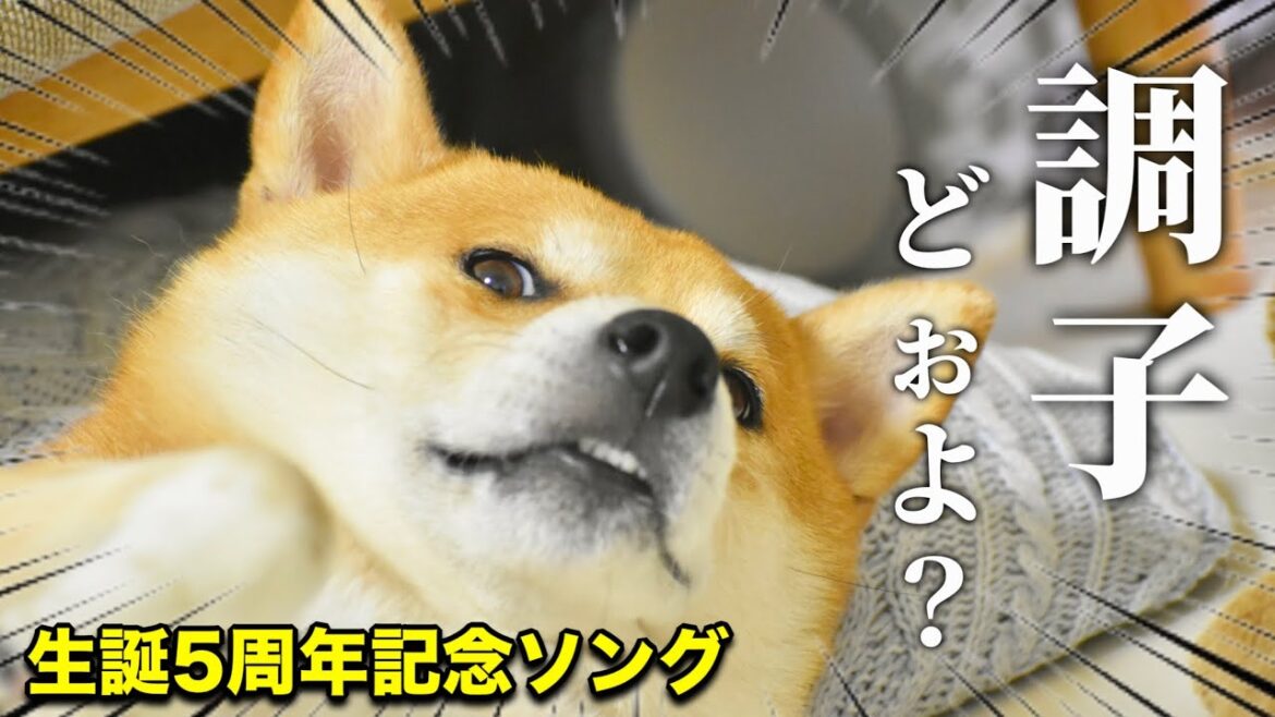 柴犬こむぎ５歳になりました！！【生誕5周年記念ソング】