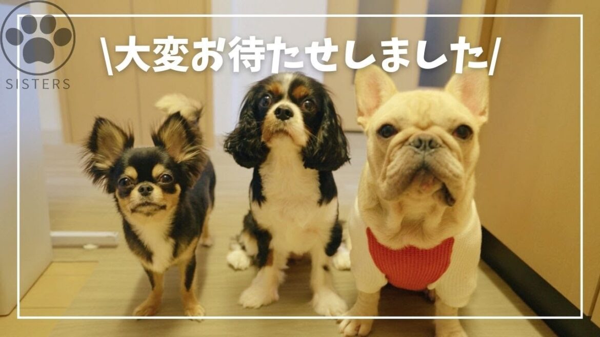 【本日から動画投稿再開します🐶🐶🐶】 【本日から動画投稿再開します🐶🐶🐶】