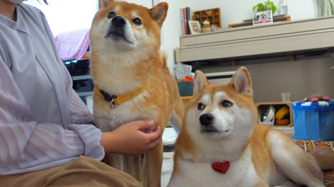 実家の柴犬が緊急で手術をすることになりました。