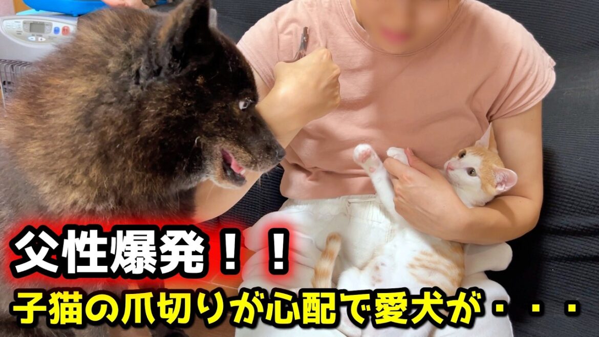 子猫の爪切りを心配しすぎて愛犬がこうなりました【甲斐犬一休】