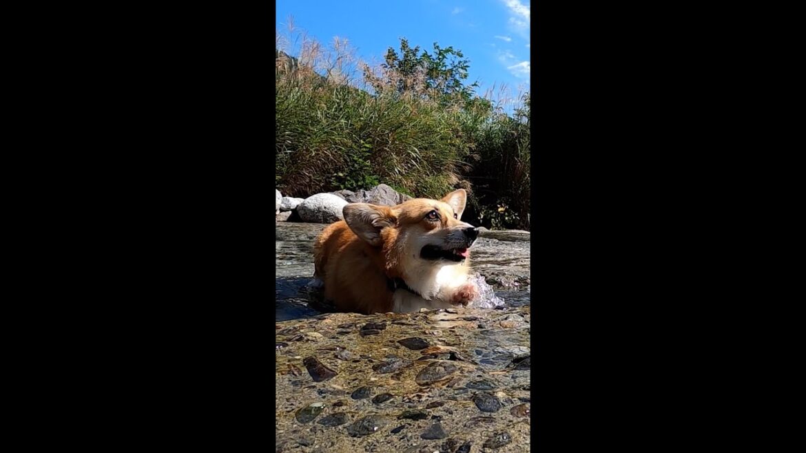 川から上がるコーギー / A corgi coming out of the river #shorts