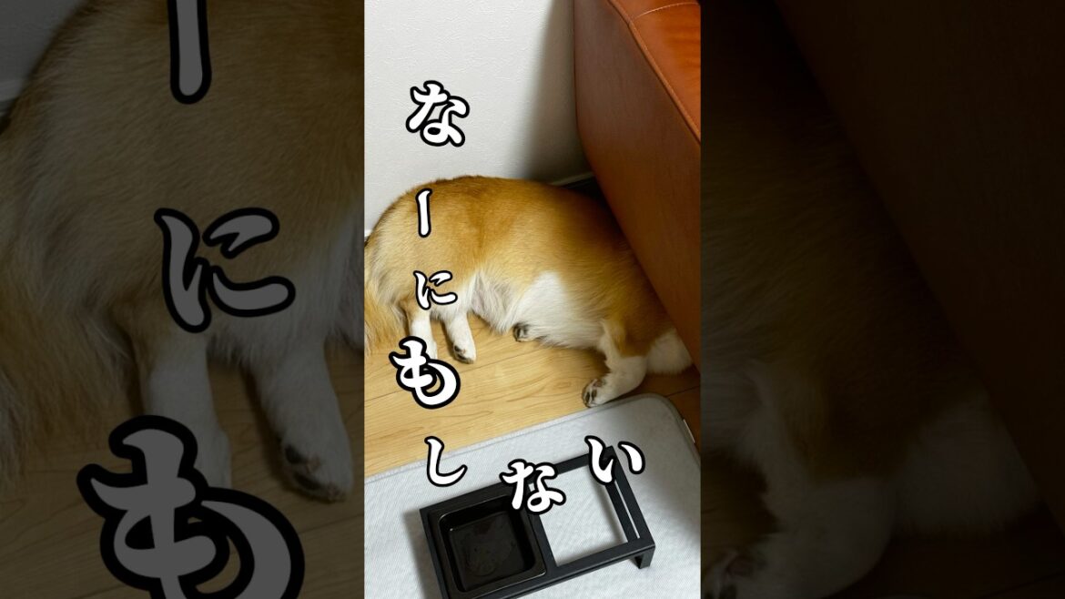月曜日なので何もしたくないコーギー / It's Monday and I don't want to do anything corgi #shrots #corgi