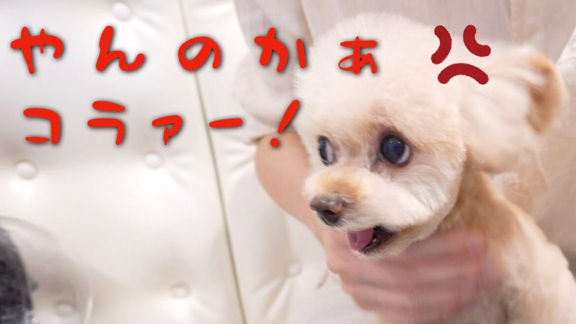 トリマーさんに対する態度が酷すぎる犬がこちらです・・・【トイプードル】