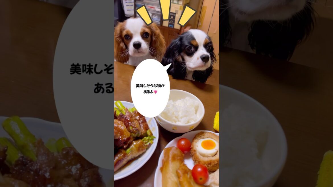 キャバリア双子ちゃんご飯を狙うの巻#short#shorts#shortsvideo#キャバリア#キャバリアキングチャールズスパニエル#双子#ぱんこりんのおでかけチャンネル