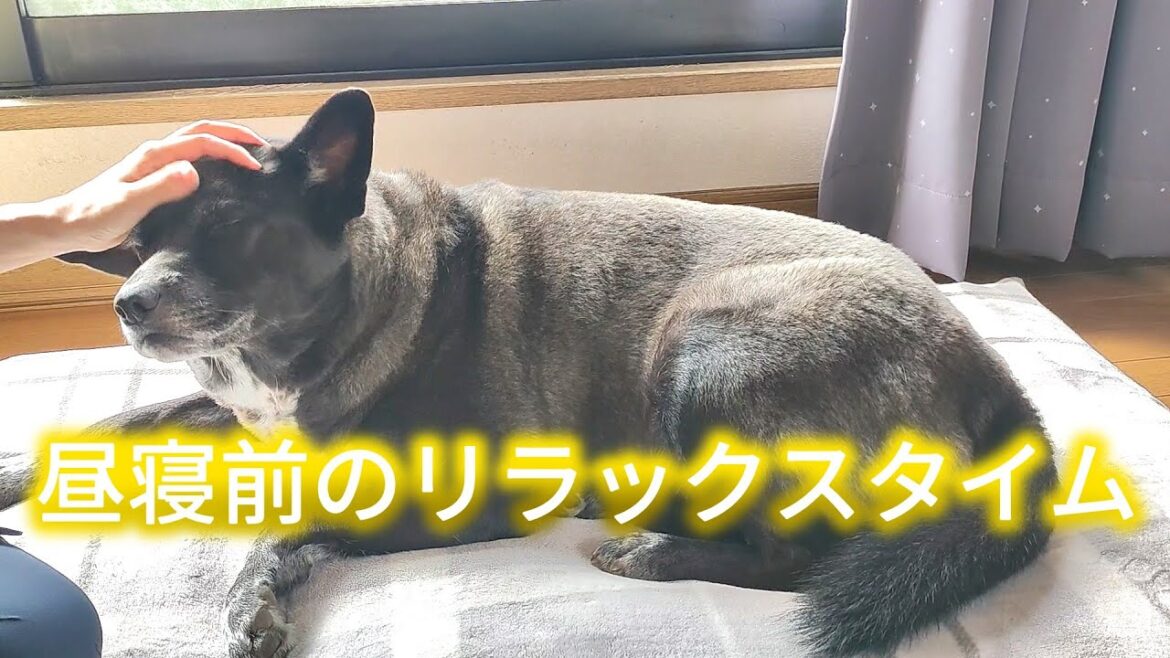 【甲斐犬雑種】うとうと甘えん坊おもち【保護犬】
