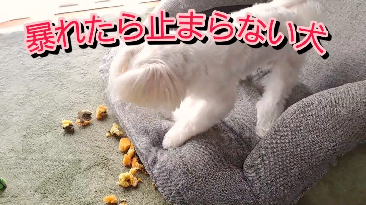 愛犬のマルチーズは一度暴れたら止まらなくなる