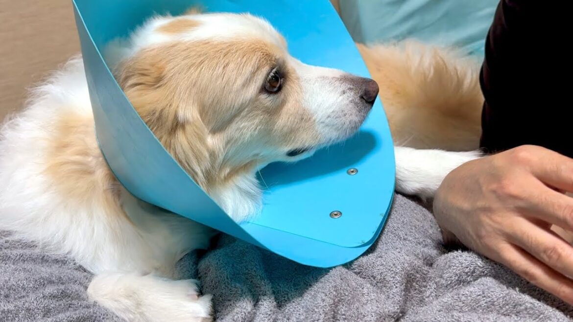 怪我をした犬が飼い主を呼ぶ声が辛そうで胸が苦しくなりました..【ボーダーコリー・ゴールデンレトリバー】 怪我をした犬が飼い主を呼ぶ声が辛そうで胸が苦しくなりました..【ボーダーコリー・ゴールデンレトリバー】