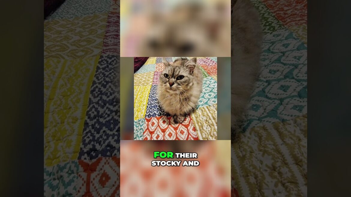 Adorable Skookum Cats: Meet the World's Cuddliest Breed