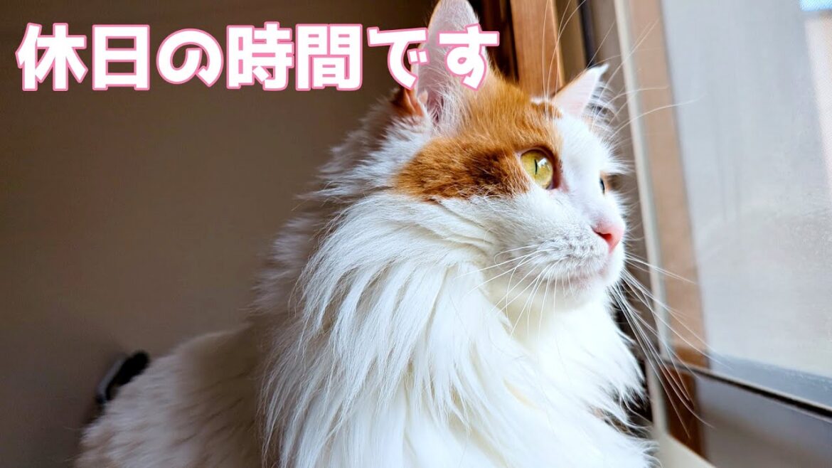 にゃるそっくをしているメインクーンの後ろでは…