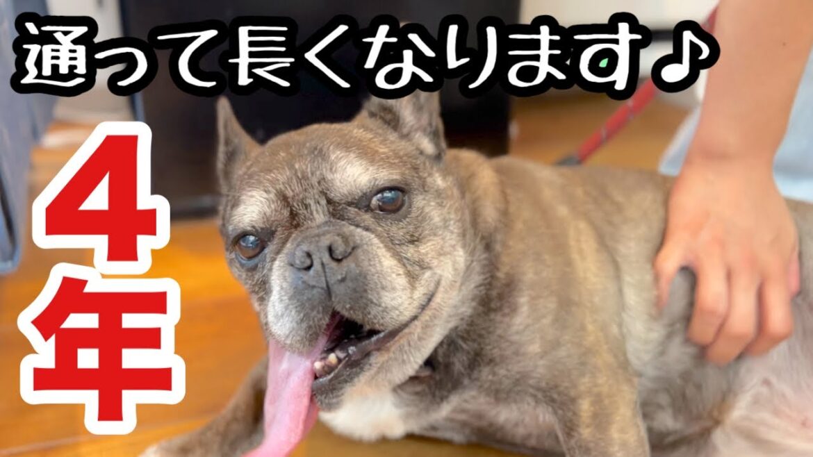 常連さんのフレンチブルドッグはシャンプーが苦手!?(わさびちゃん) 常連さんのフレンチブルドッグはシャンプーが苦手!?(わさびちゃん)