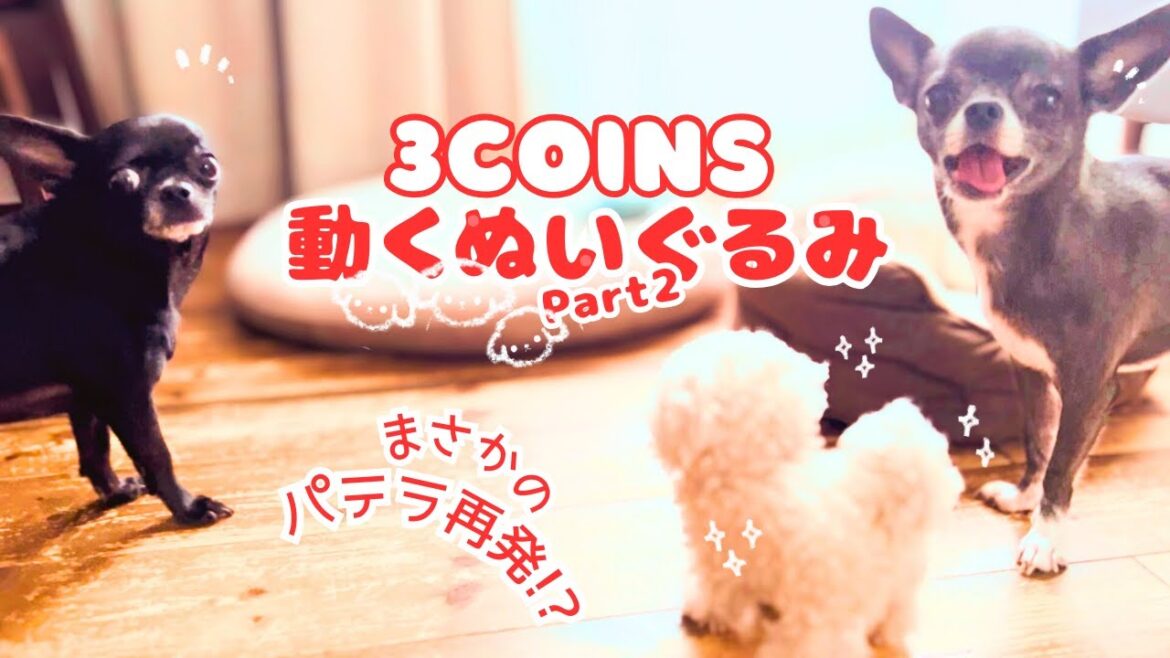 3コインズ☆動くぬいぐるみ続編♡まさかのパテラ再発!? 3コインズ☆動くぬいぐるみ続編♡まさかのパテラ再発!?