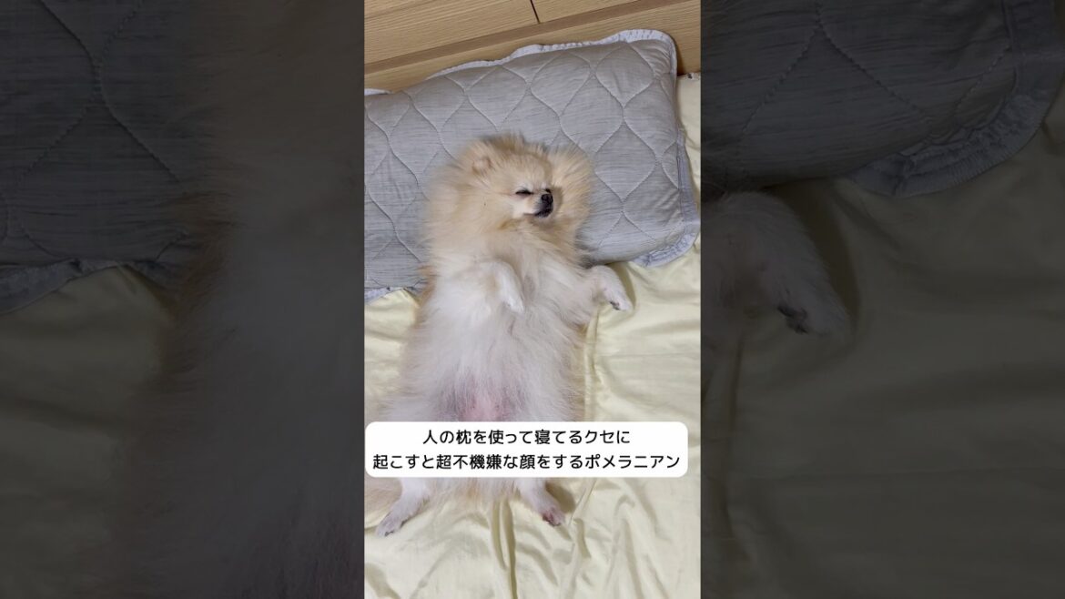 人の枕を使って寝てるくせに起こすと超不機嫌な顔をするポメラニアンのマリンちゃん#pomeranian #포메라니안