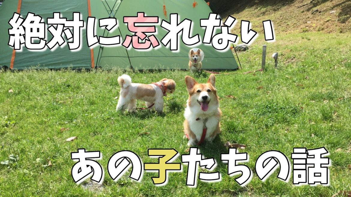我が家のキャンプの原点のお話【シーズー&コーギー】