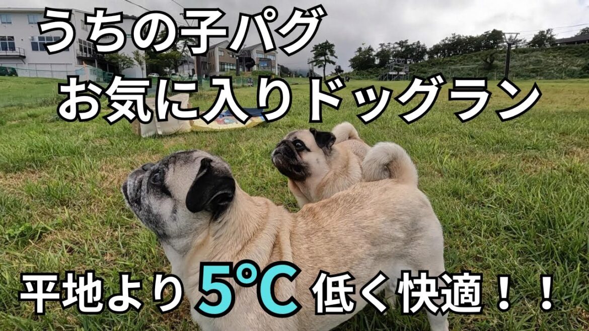 うちの子パグ🐶お気に入り標高800mのドッグランは平地より5℃も低く快適でした！🐾