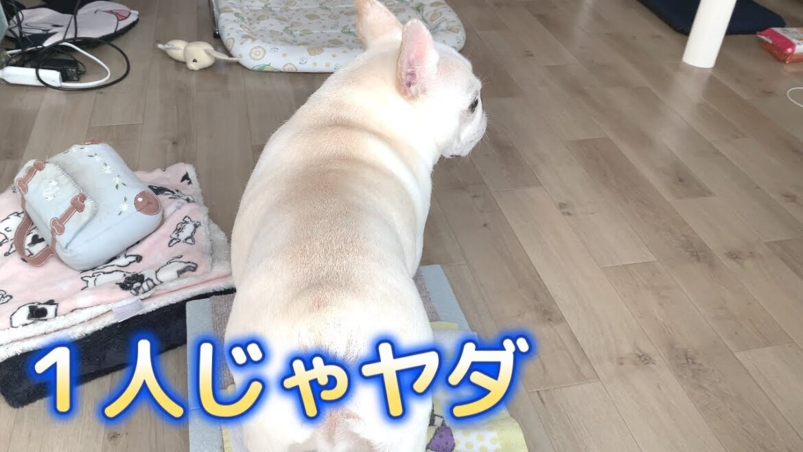 寂しがり屋のくせに先に帰る人【フレンチブルドッグ frenchbulldog】