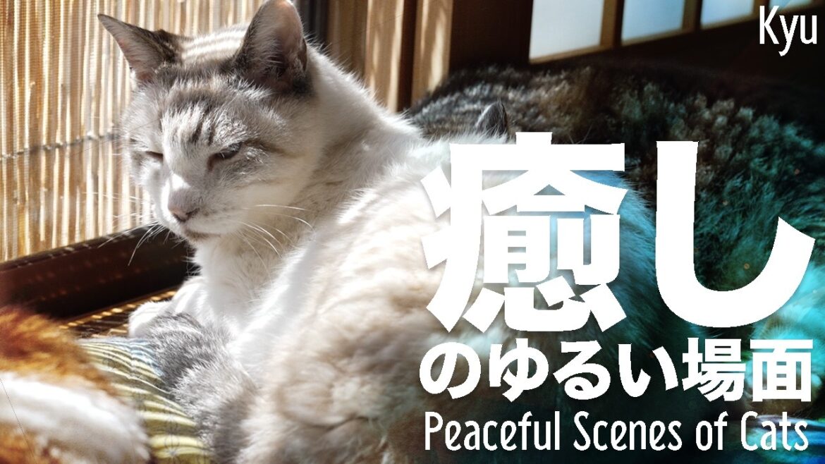 猫の癒しのゆるい場面
