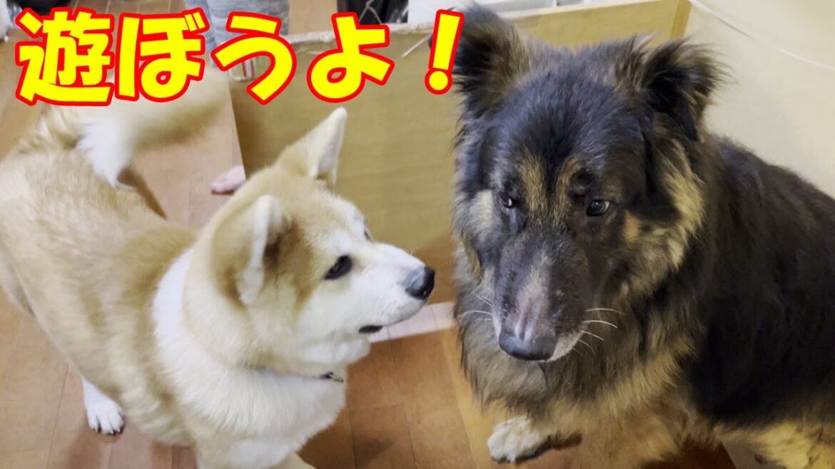 秋田犬そら君シェパードマックと仲良し練習してます