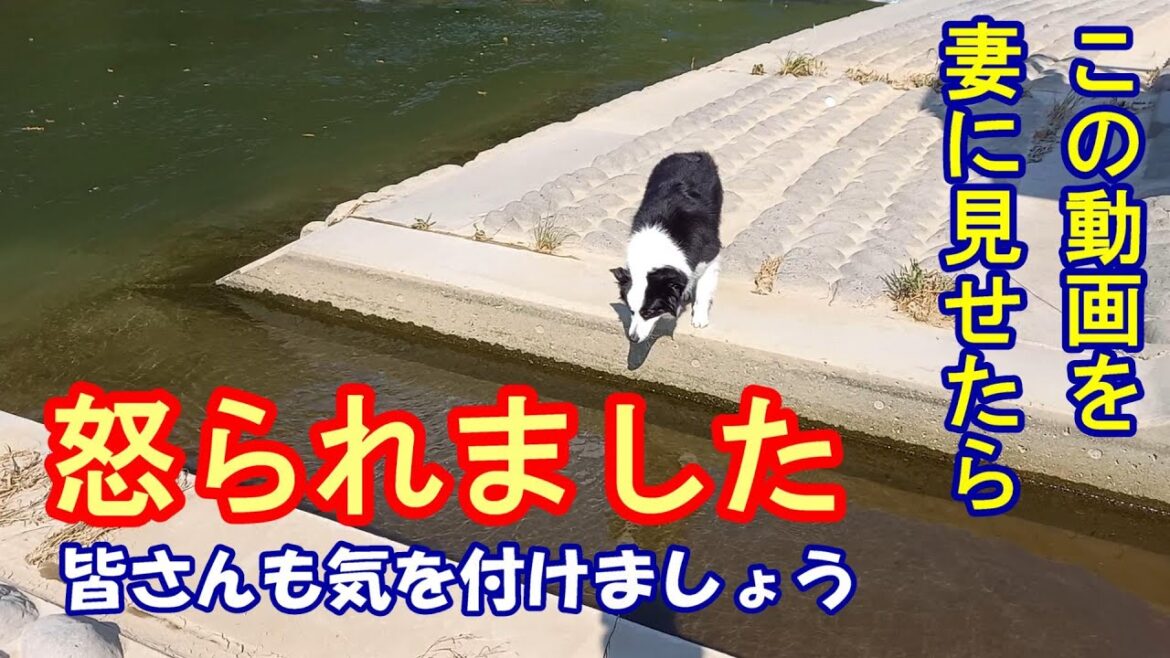 この動画を妻に見せたら怒られました