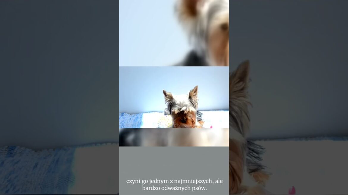 Yorkshire Terrier: Mały, Odważny i Elegancki Piesek! 🌟💇‍♀️  #animalfacts #dogfacts #dog #animals