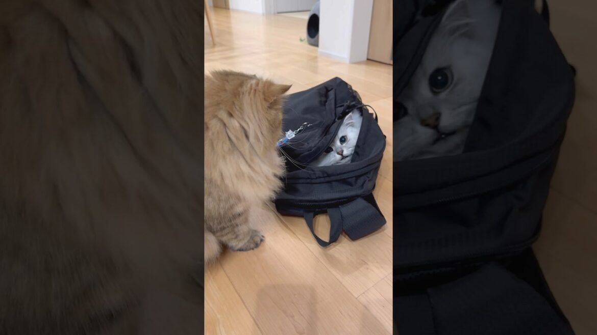 隠れ猫出現 【サイベリアン】 #Shorts