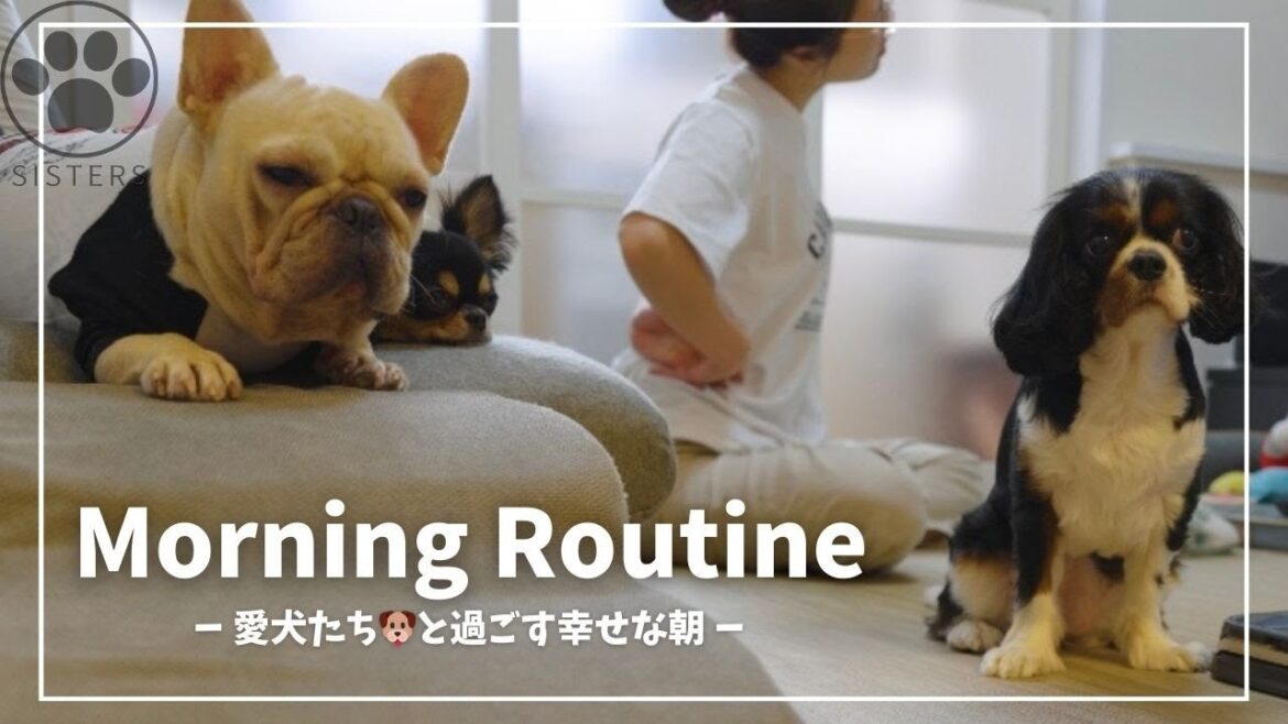 愛犬たち🐶と30代子なし夫婦のモーニングルーティーン