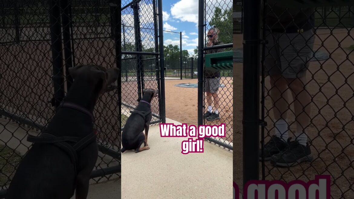 She’s Learning! #shorts #dog #minnesota #doberman