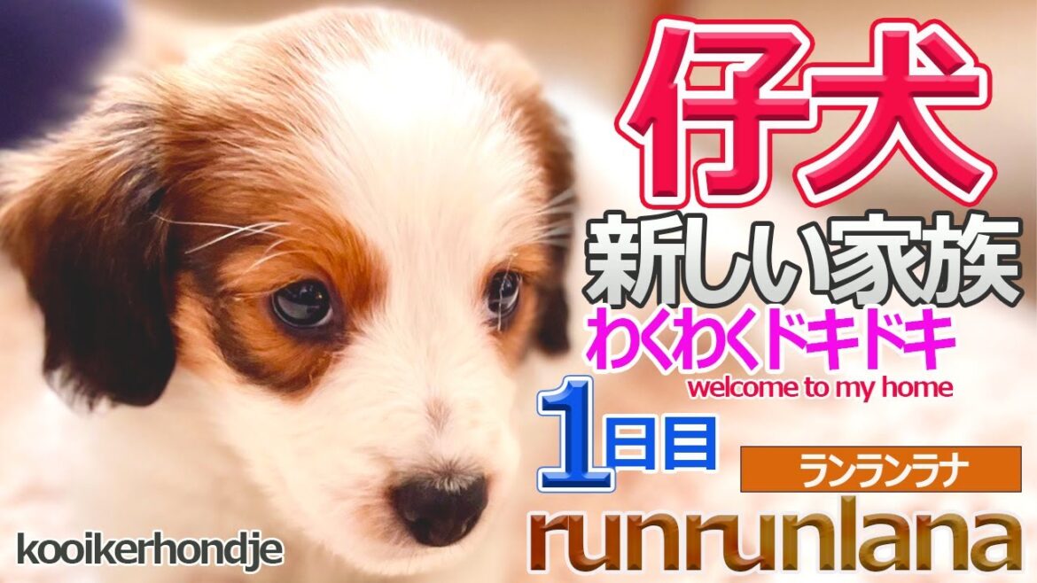 ＃４仔犬　新しい家族わくわくドキドキ１日目　コーイケルホンディエ
