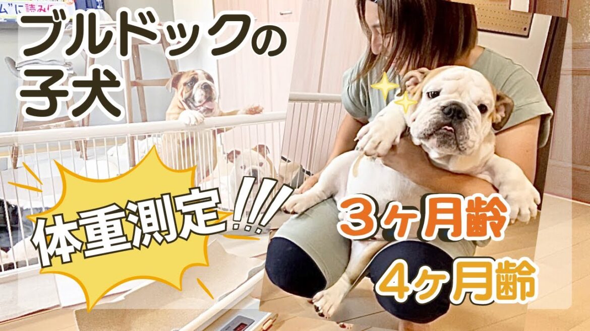 ブルドッグの子犬🐶　体重測定に挑戦！