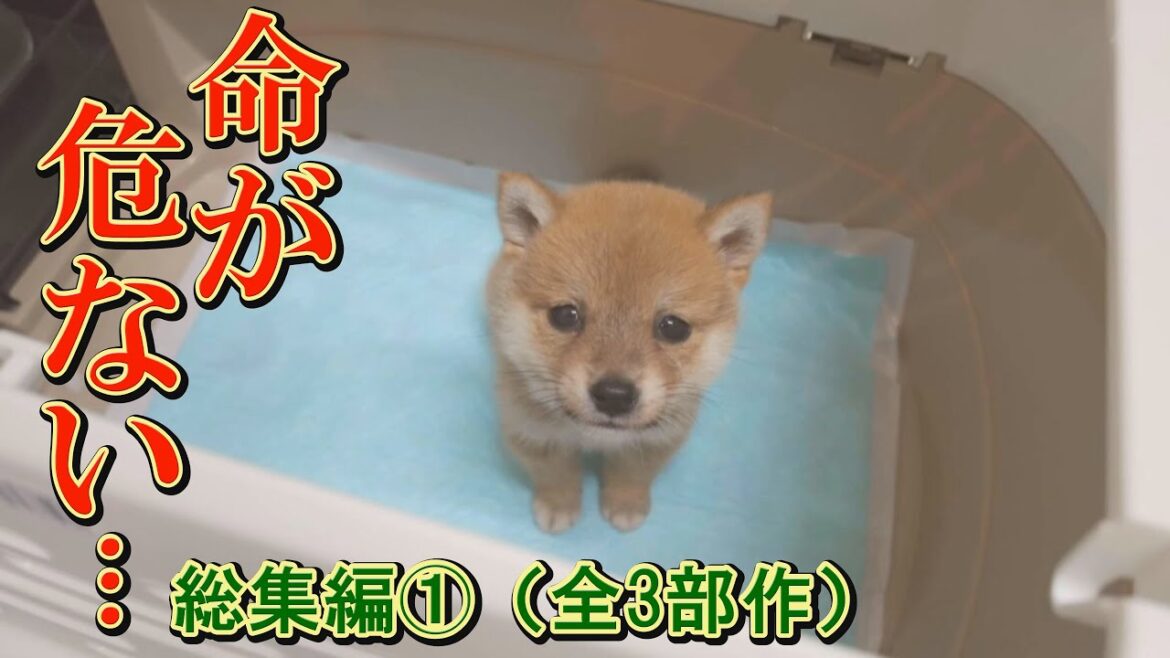 【総集編①】「ボクの命を救って！」命を失いかけた子犬の奮闘記