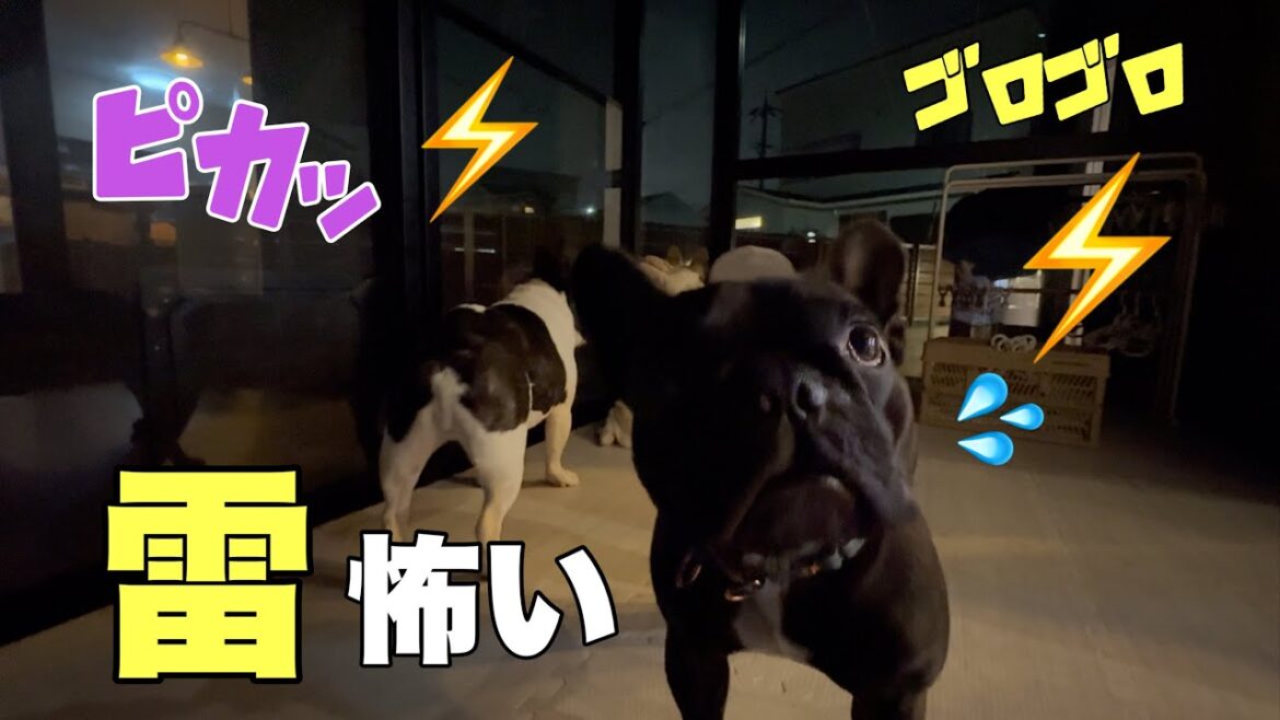 突然の雷雨！かみなりにビビっていた2人組はだ～れだ⁈
