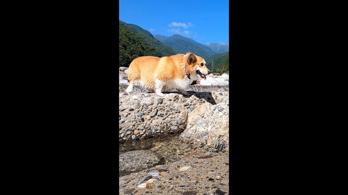 慎重に歩いてくるコーギー / A Corgi walking cautiously #shorts