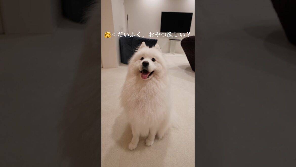 おやつが欲しくてジャンプするサモエドがかわいすぎた　#samoyed #サモエド