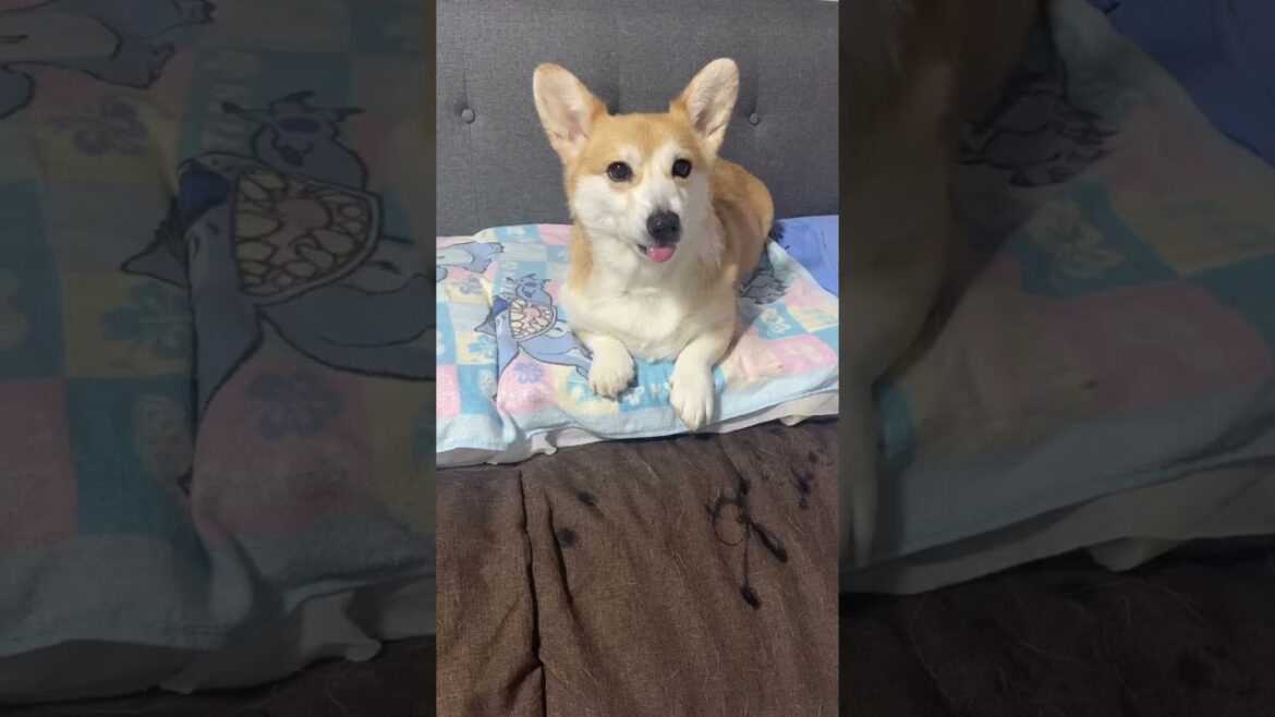 オヤツ高速キャッチ#shorts