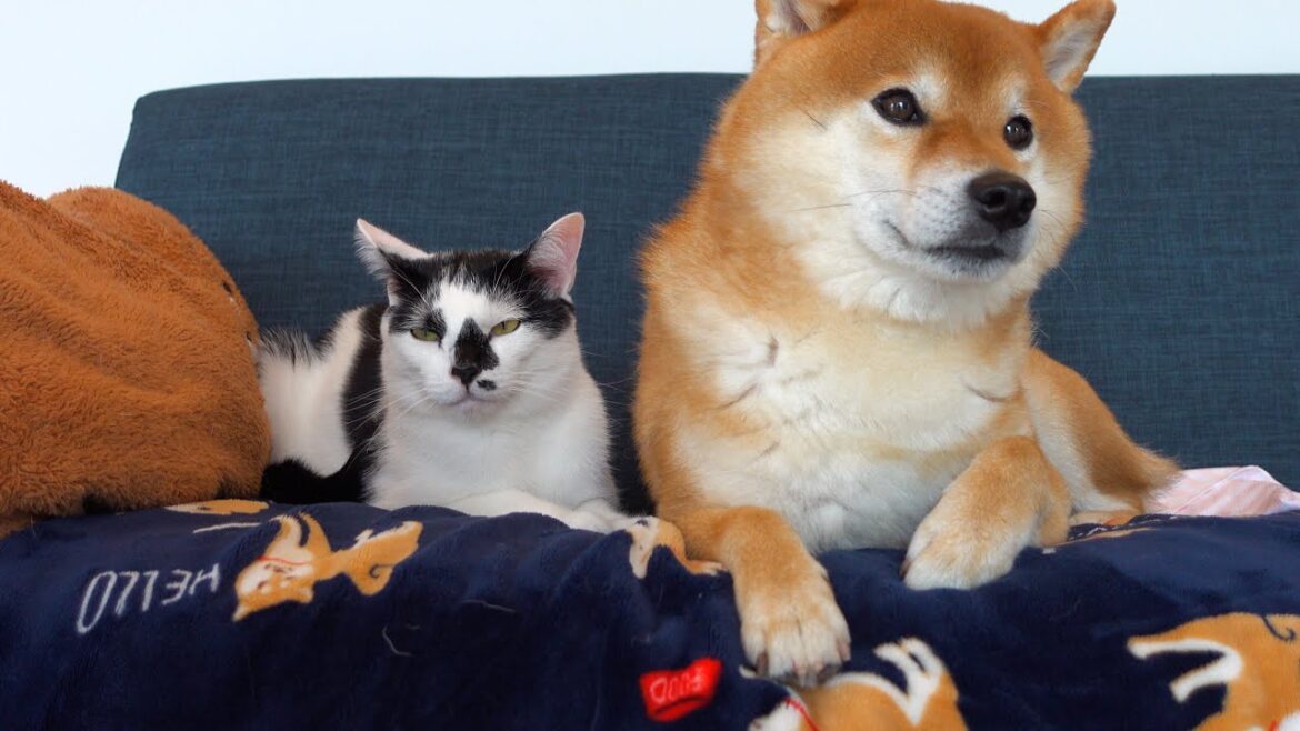 尊すぎる‥種族の壁を乗り越えると柴犬と猫はこうなります。
