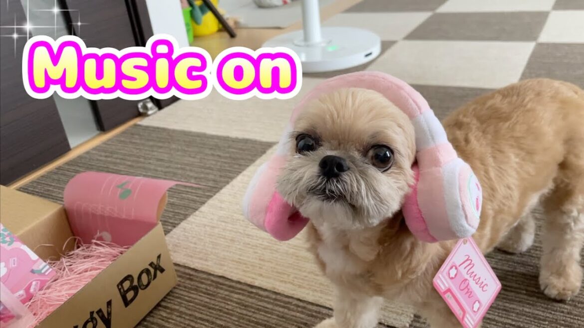 Music on! 昭和歌謡を聴いてみる? チワワ×シーズー Music on! 昭和歌謡を聴いてみる? チワワ×シーズー