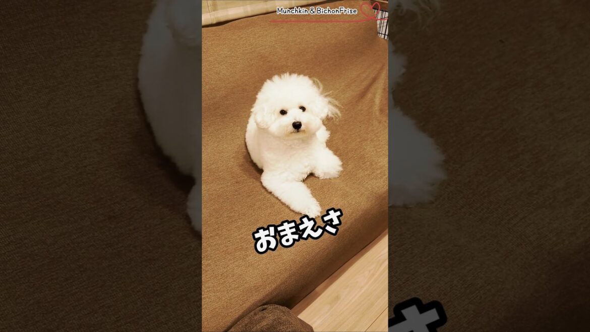 【ビションフリーゼ】てきとに生きてるだけなのに人生とんとんとん 【犬と猫、両方飼ってると毎日かわいい♥】