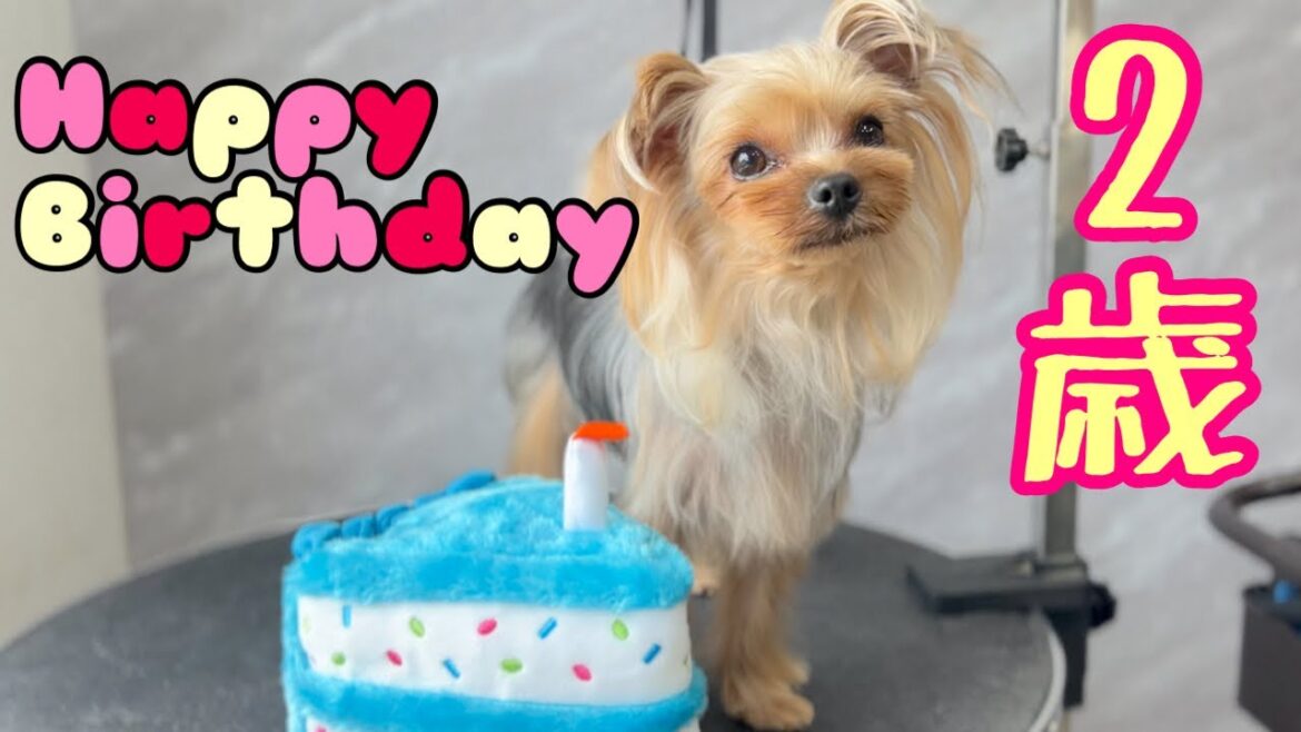 2歳のお誕生日を迎えたヨーキーに特別なシャンプーを!(ベルちゃん)(ニアくん) 2歳のお誕生日を迎えたヨーキーに特別なシャンプーを!(ベルちゃん)(ニアくん)