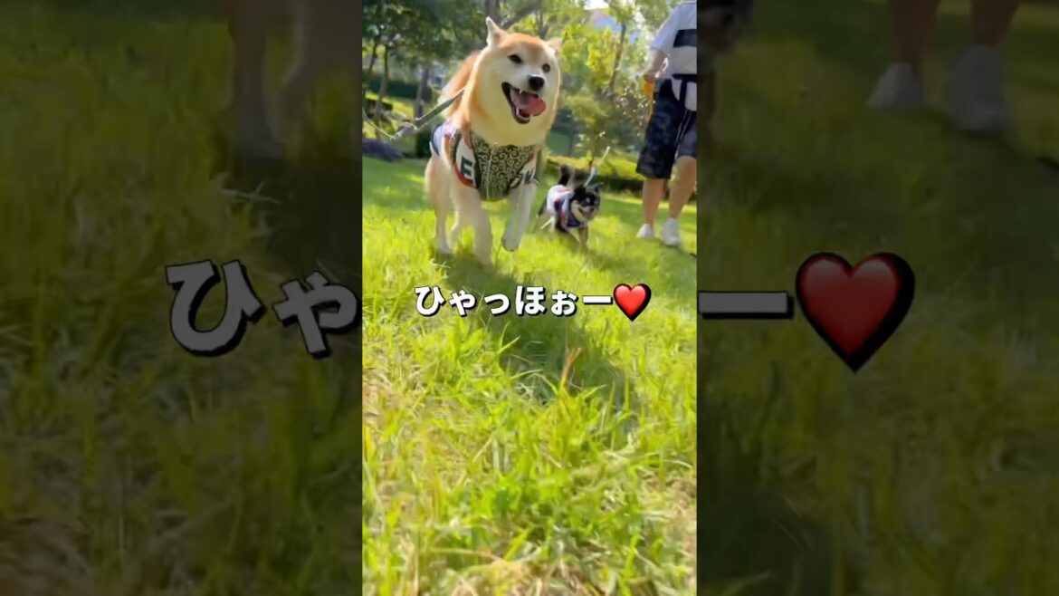 お散歩でテンションMAX🐶🐶❤️#柴犬 #チワワ #shorts