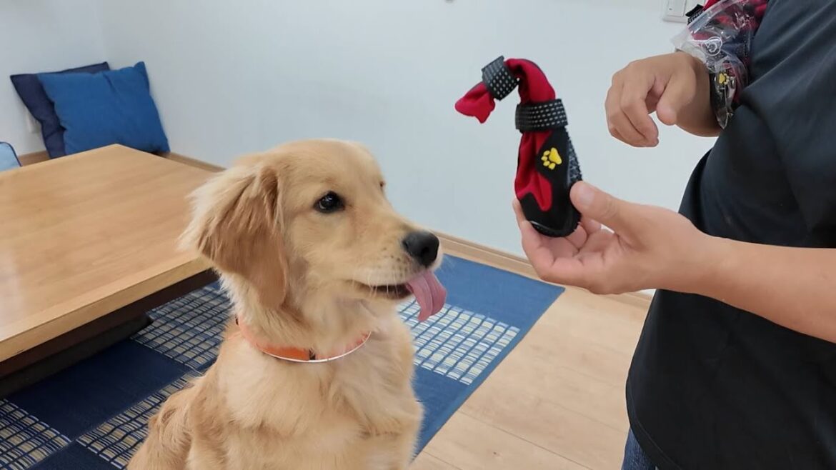 成長し抱っこが出来なくなると必要になる。命を守る為の必需品！【Golden Retriever japan】