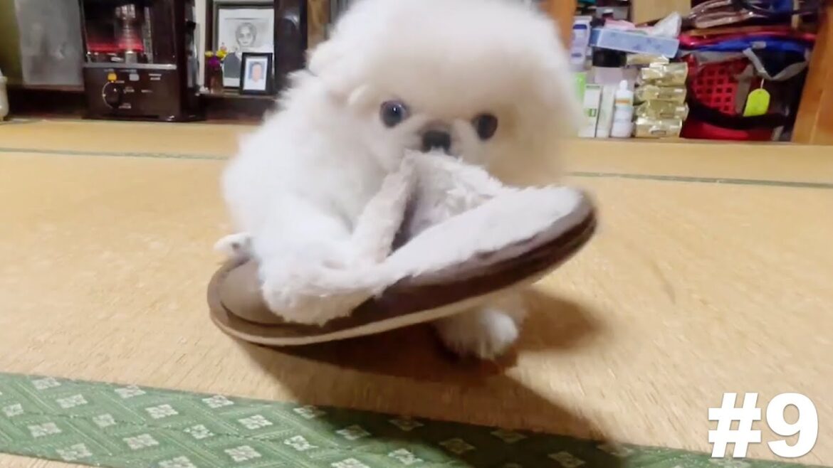 隙あらばなんでも仔ペキニーズのおもちゃ化する