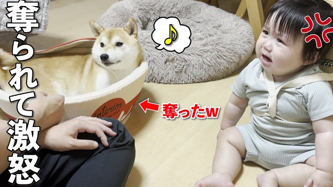 柴犬にベッドを奪われて声を出して怒る１歳児