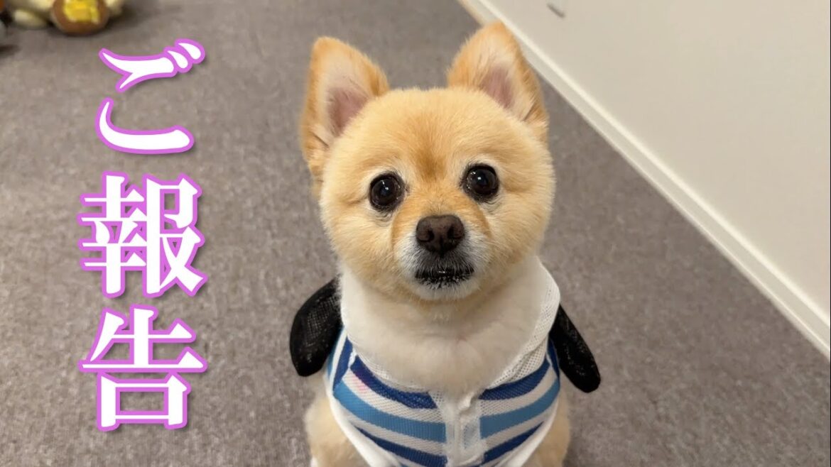 【ご報告】愛犬に嬉しいことがありました！