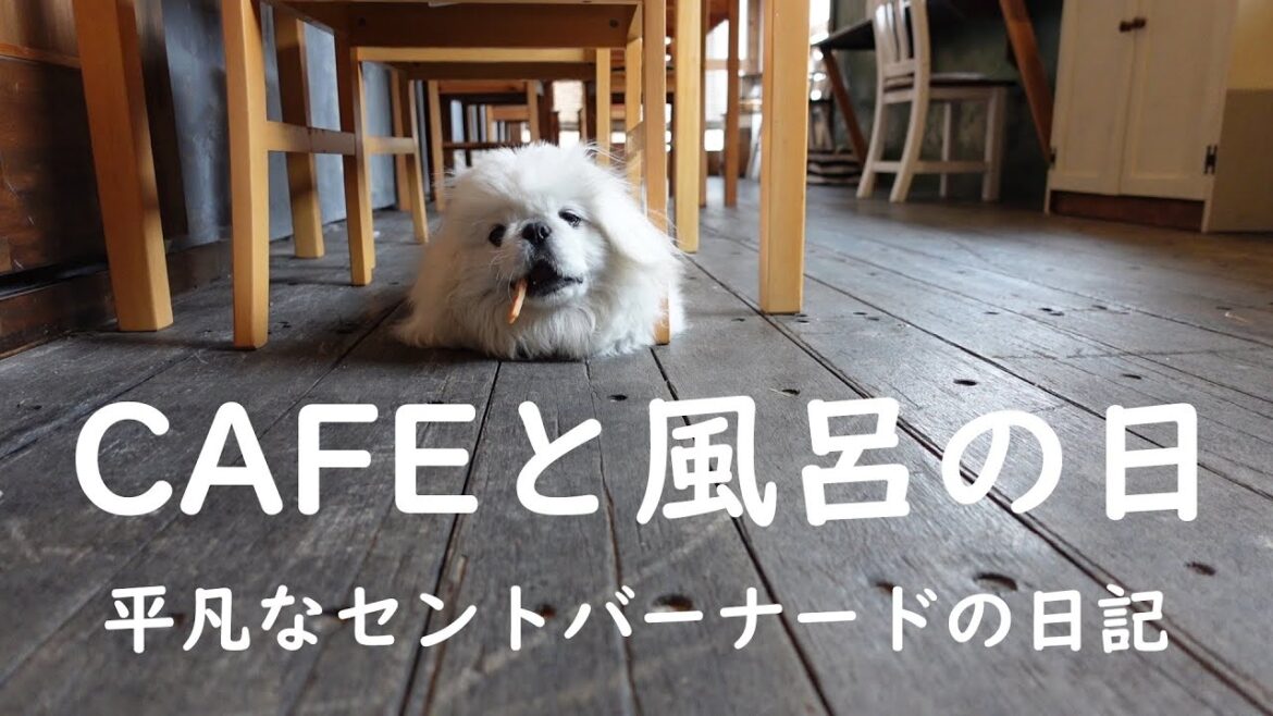 【CAFEと風呂の日】平凡なセントバーナードの日記　今日はドッグカフェでのちゃちゃまるの様子とベルを風呂に入れるぞ！編です。I'm going to give Belle a bath.